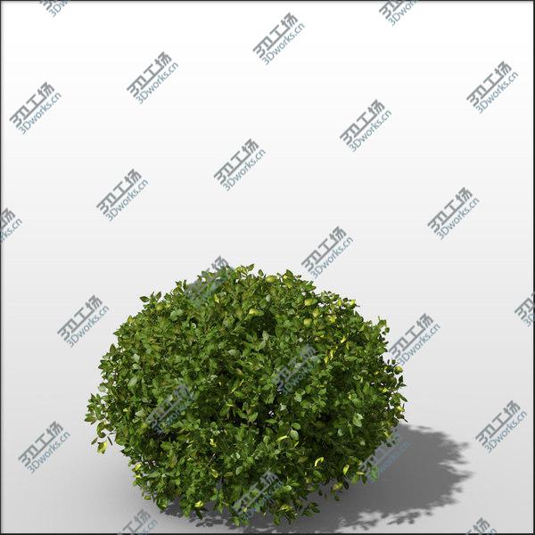 images/goods_img/20210312/Boxwood Bundle vol1/4.jpg